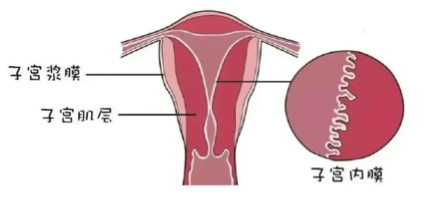 孕前、孕期、分娩、產后，子宮肌瘤出現在不同階段該如何處理？哪些不能摘？